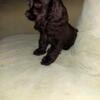 AKC registered Cocker spaniel litter. Only males available.