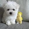 Maltese Puppy