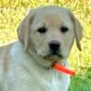 AKC Labrador Retrievers