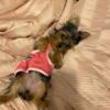 i have a 4 month old yorkie female for rehoming. I have to move to another state and i cant take her with me. $650.00