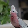 Handfed Rose Breasted Galah Cockatoo