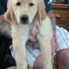 Pur bred Golden retriever male pup