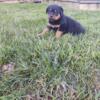 Akc rottweiler puppys