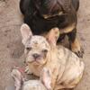 Female and male frenchie babies