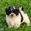 Shihpoo puppies for sale in Michigan at wrennspuppies.com