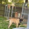 3 year old male fawn bullmastiff