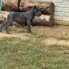 AKC Registered Cane Corso (Italian Mastiff) Puppies