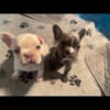 French bulldogs