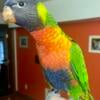 Swainsons Rainbow Lorikeets- Hand fed Babies