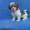 Malshi Puppies Available