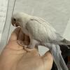 Quaker babies. Blue white opaline 