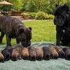 CANE CORSO PUPPIES