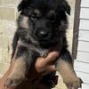   EXTRAORDINARY GERMAN SHEPHERD PUPPY