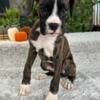 AKC Boxer Puppies Ready Now - $900