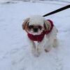 Male neutered shih tzu