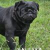 Valeska - LOW SHED PUG - Young Adult Black Female