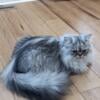 Persian male and female kittens in Fort Collins, CO