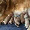 Golden Retriever Puppies