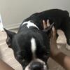 Boston Terrier