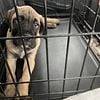 Cane Corso Puppy "Rocket" looking for new home