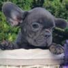 Deva French Bulldog male puppy for sale. $2,290