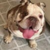 English bulldog for stud