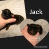 * JACK * SHIH TZU PUPPY LILTTLE BOY