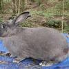 Silverfox mix Homestead trio with 2 already bred does rabbit/rabbits