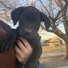 Sweet 8–9 Week Old Puppies Looking for Loving Homes