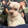 Miniature Schnauzer - toy sized, white chocolate female, Becca!