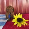 Zeb Male Mini Poodle