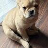 French bulldog fluffy