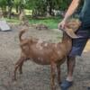 Red Dappled Boer Nubian Cross Doe