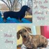 AKC champion/import dachshund lines