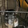 2 chinchilla