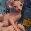 Sphynx babies (one available)