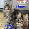 BIG Handsome Male Maine Coon Kittens