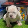 Micro American bully puppies