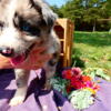 Austrailian Shepherd puppies looking for forever homes!