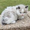 Ragdoll kittens available