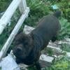 For Sale Reverse Black Brindle Corso Babies