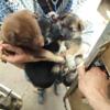 Newborn German Shepherd puppies