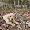 Golden Retriever Puppies