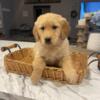 AKC Registered Golden Retrievers Male & Female