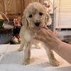 Standard Poodle