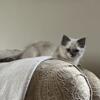 Patches is a Bluepoint ragdoll kittens ready for new homes.