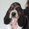 Male basset hound