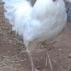 Turkeys/ Roosters   Available For Pick Up