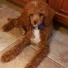 Stunning Male mini poodle