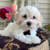 Beautiful havanese poodle mix puppies